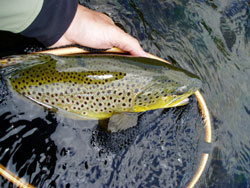 Brown trout.